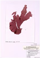 藏品(裂膜藻)的圖片